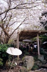 CherryBlossom2007-0123.jpg