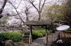 CherryBlossom2007-0126.jpg