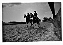 untitled horses.jpg