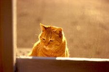 Ben-golden-light.jpg