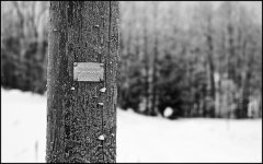 tree 2.jpg