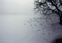 Winter-Zen.jpg