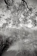 Reeds & Red Gum 5x7683 RFF.jpg