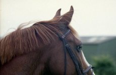 img797_edited-1.jpg