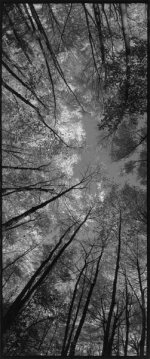 tree_panorama.jpg
