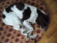 dog 002 (Large).jpg