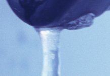 coolscan test crop 1.jpg