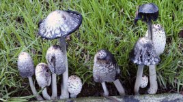 Shrooms.jpg