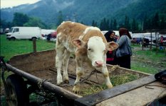 calf%20for%20sale.jpg