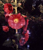 Untitled-Scanned-12-2-red.jpg