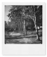 109-trees_along_path.jpg