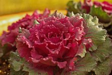 Ornamental Cabbage.jpg