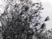 B & W magnolias2(i).jpg