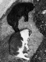 Dead Cats.jpg