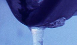 v500 crop 2.jpg