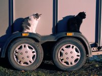 Trailer Cats.jpg