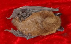 bat.jpg