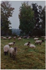 DreamOfSheep.jpg