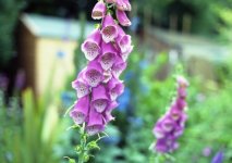 foxgloves.jpg
