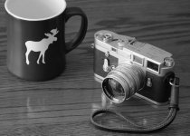 Cool as a Moose BW rff.jpg