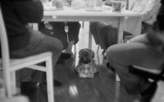 Tomo (Large).jpg