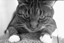 Andy (intensity)-rff.jpg