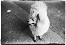 M3_Summicron30_2011_028.jpg