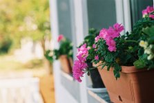 flora.jpg