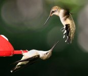 hummingbirds.jpg