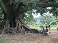 018-botanic_gardens_800yr-old-tree.jpg