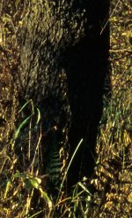 Heliar69_1_crop2.jpg