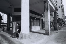 Dingo on street.JPG