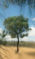 tree.jpg