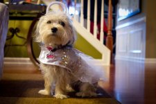 Aubie at Halloween Leica X1 2012 rff.jpg