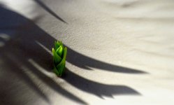 cactus.jpg