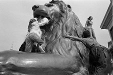 lion1EM.jpg