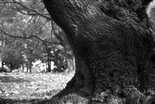 Highland Park Caucasian Maple Trunk TMY-2 2007-11.jpg