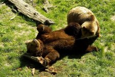 Bears.jpg