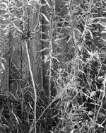 Old House Crop.jpg
