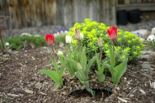 tulip_1.jpg