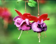Fuchsia Blooms sm.JPG