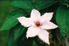 Clematis Bloom sm.JPG