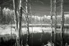 swamp1.jpg