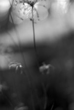 Milkweed.jpg