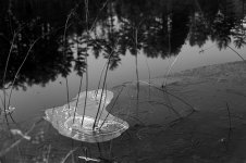 Pond Ice 1.jpg
