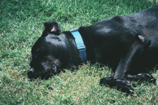 dog_outdoors.gif