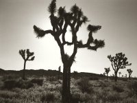 3 JT in Morning Light.jpg