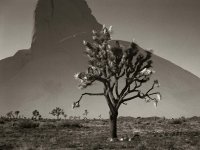 Double take in JT CA.jpg