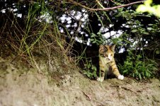 Waldviertel  u100 Gizmo klein.JPG