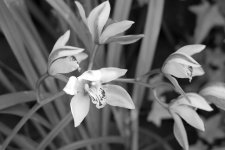 L1000522.jpg